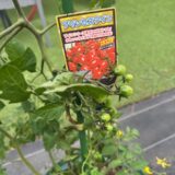 開園日が６月７日になりました