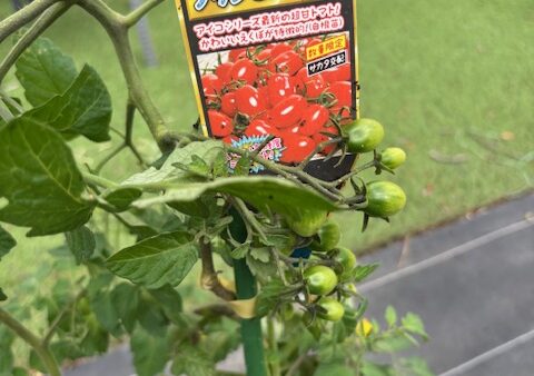 開園日が６月７日になりました