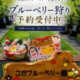 2026年のブルーベリー狩りご案内